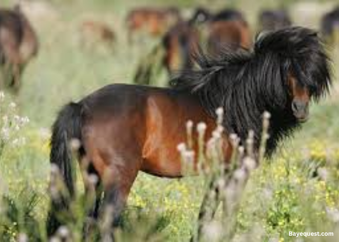 Giara Pony