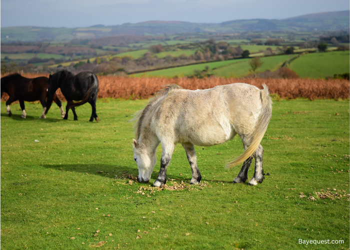 Highland Pony