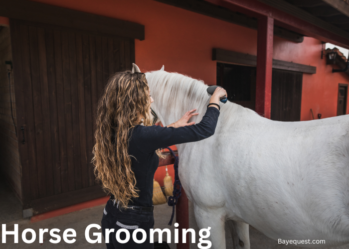 Horse Grooming