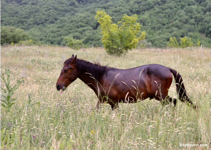 Karakachan Pony