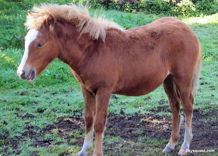 Kerry Bog Pony