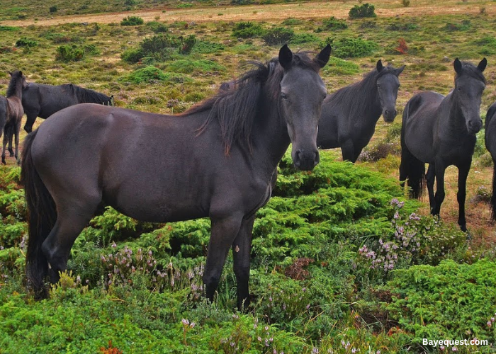 Losino Pony