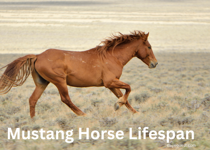 Mustang Horse Lifespan