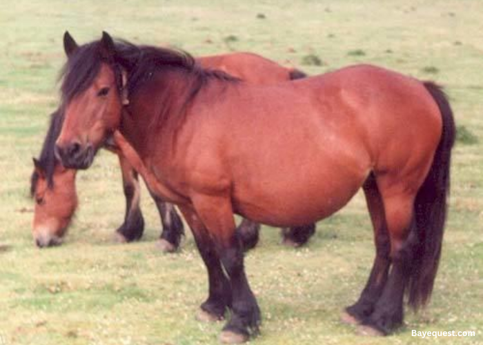 Navarra Pony