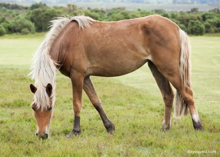 New Forest Pony