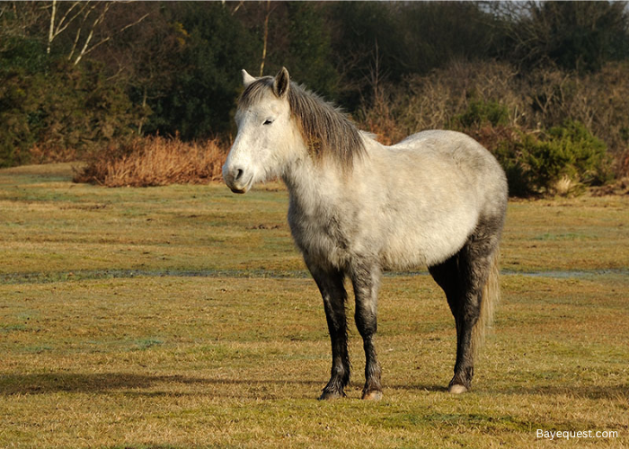 New Forest Pony