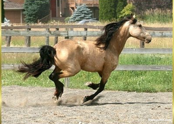 North Iberian Pony