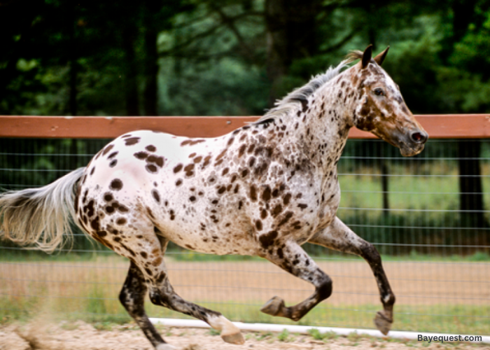 Pony of the Americas