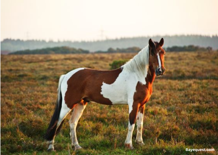 Quarter Pony