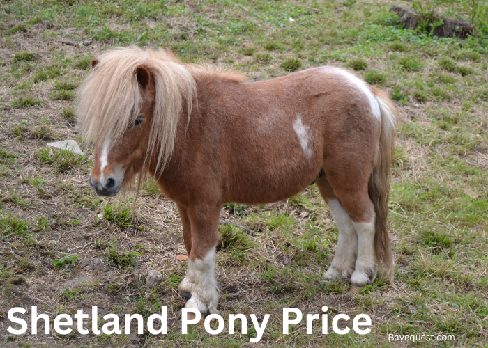 Shetland Pony Cost