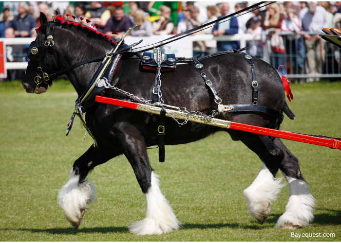 Shire Horse