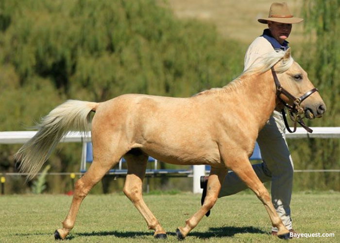 Timor Pony
