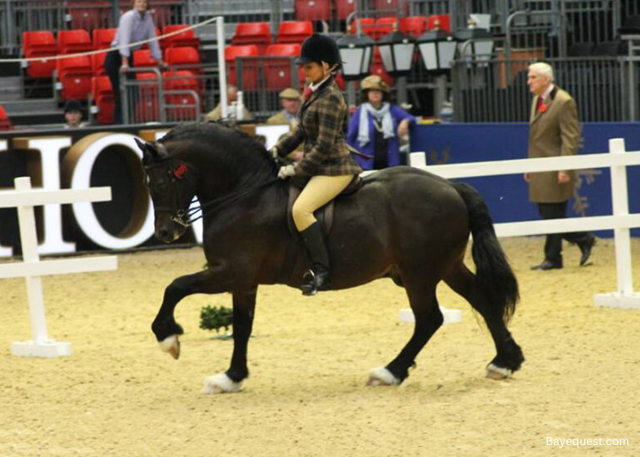 Welsh Cob (Section D)