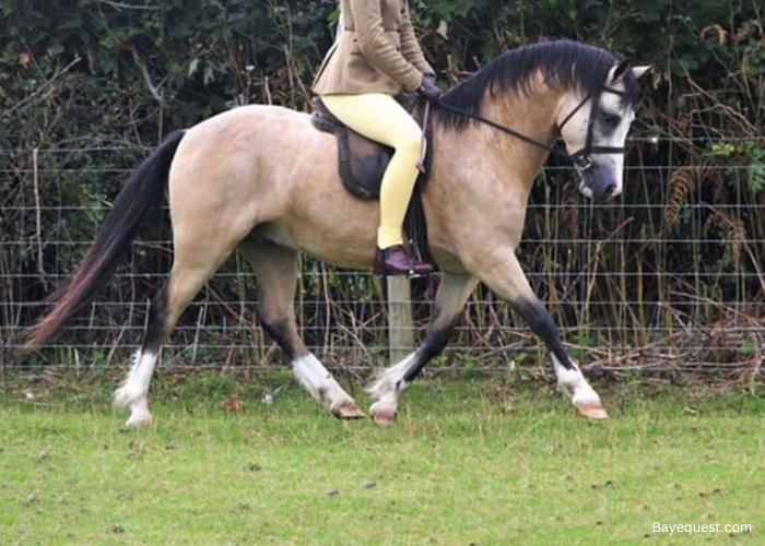 Welsh Mountain Pony (Section A)