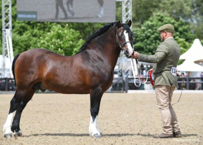Welsh Pony of Cob Type (Section C)
