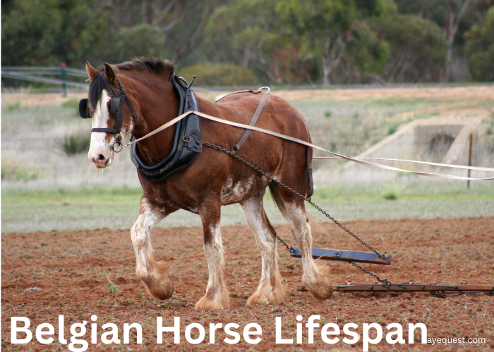 Belgian Horse Lifespan