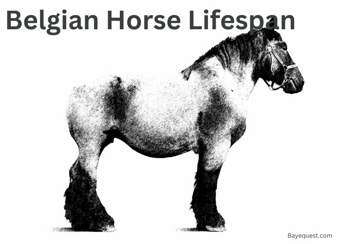 Belgian Horse Lifespan