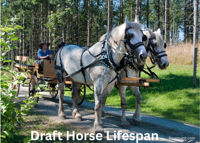 Draft Horse Lifespan
