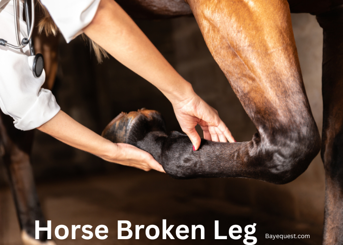 Horse Broken Leg