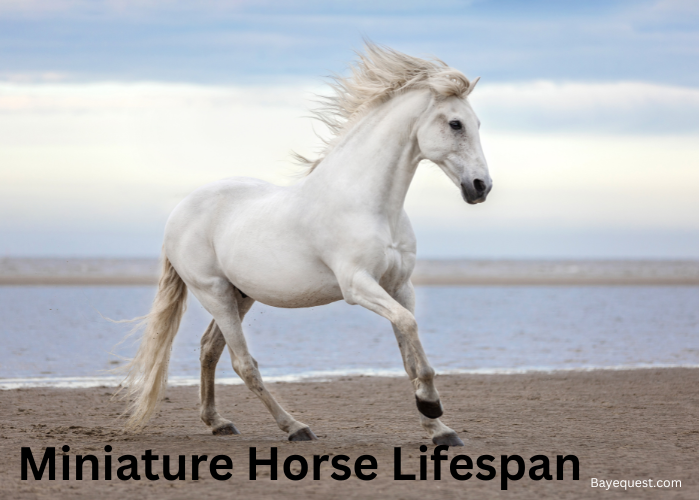 Miniature Horse Lifespan