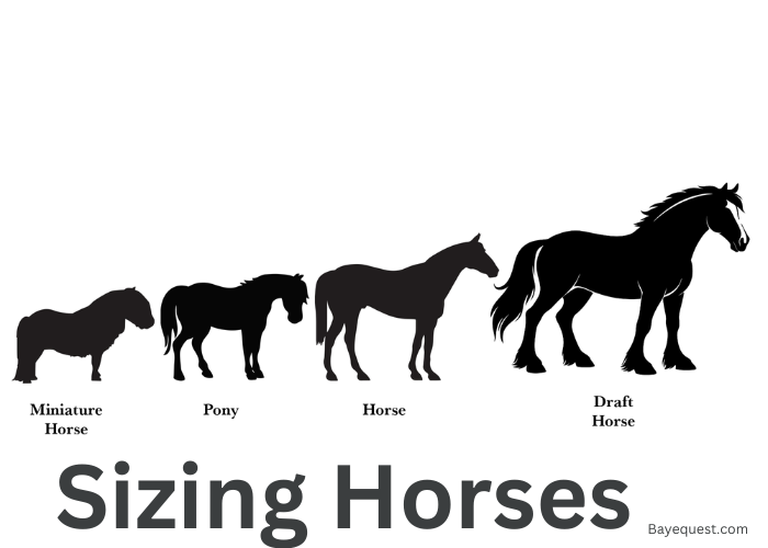 Sizing Horses