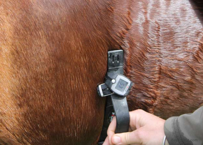 What is the Average Heart Rate or Pulse for a Horse?