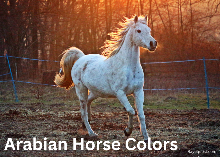 Arabian Horse Colors