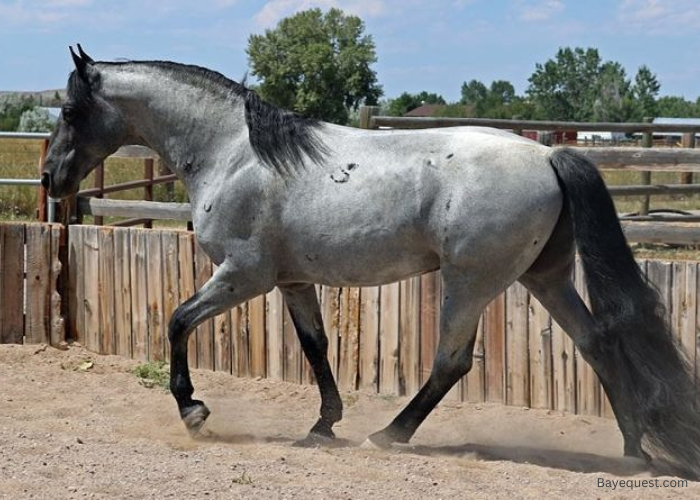 Gaited Horse Breeds