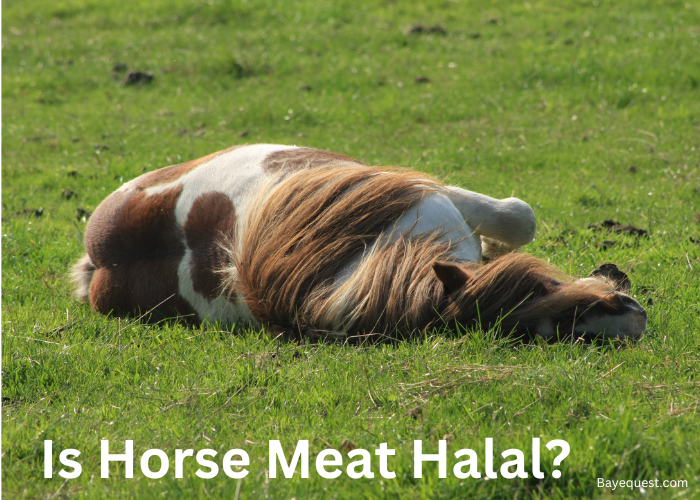 Is Horse Meat Halal?