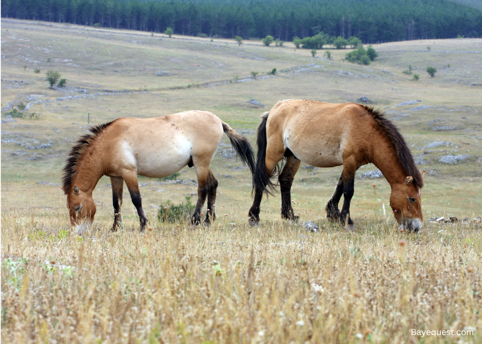 Is a Horse a Herbivore