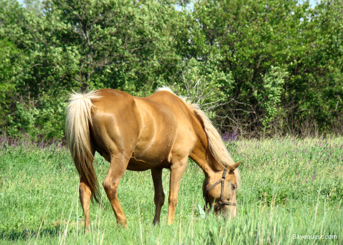 Is a Horse a Herbivore?