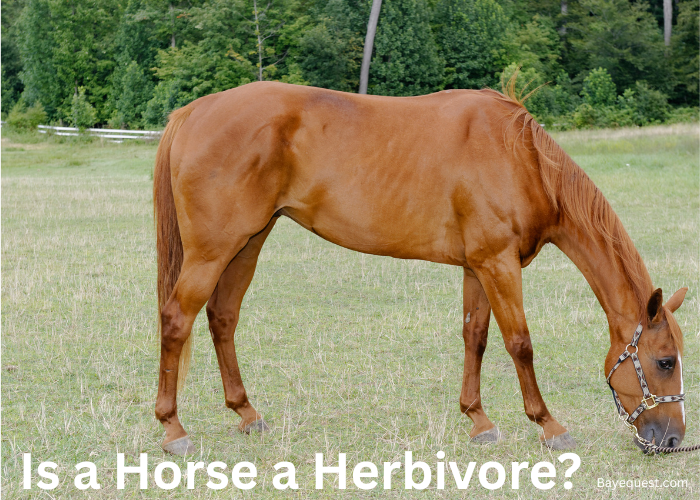 Is a Horse a Herbivore
