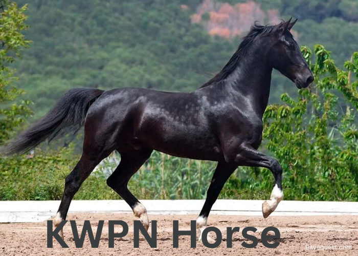 KWPN Horse