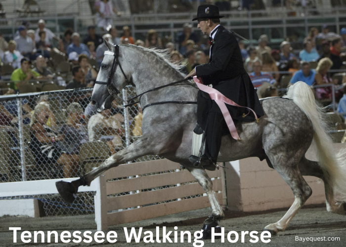 Tennessee Walking Horse Origin