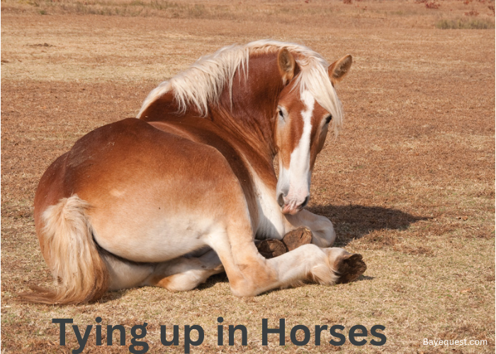 Tying up in Horses
