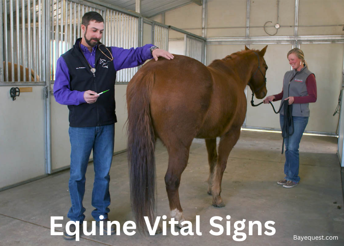 Equine Vital Signs