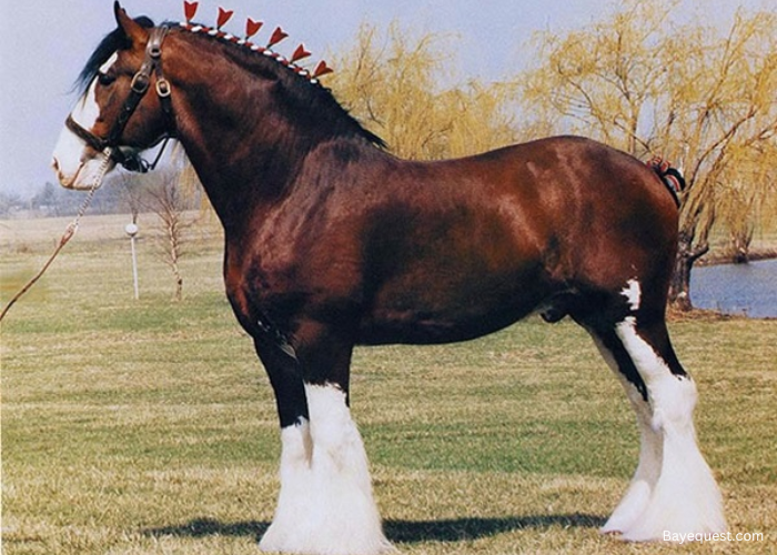 Horse Bigger Than Clydesdale