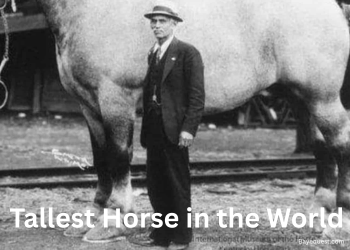 Tallest Horse in the World