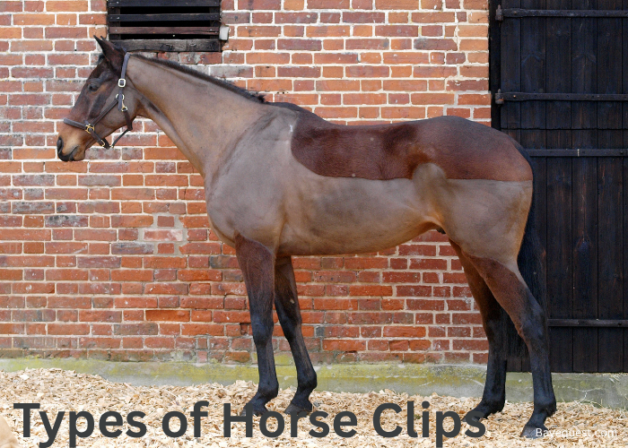 Types of Horse Clips