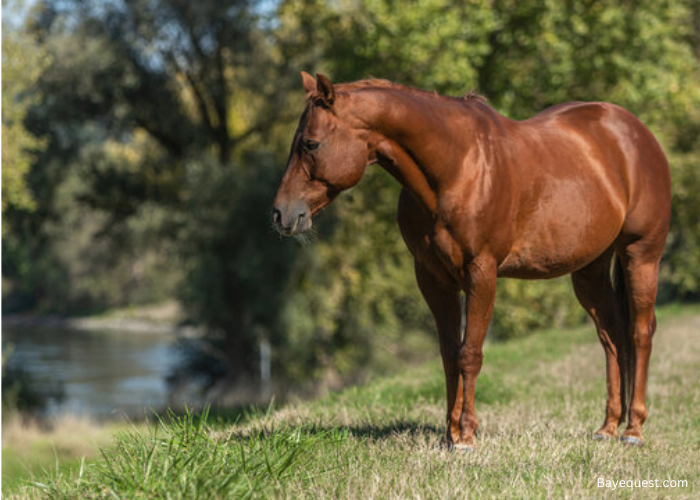 What is a Chestnut Horse