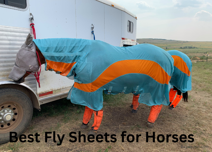 Best Fly Sheets for Horses