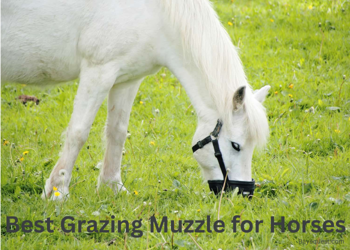 Best Grazing Muzzle for Horses