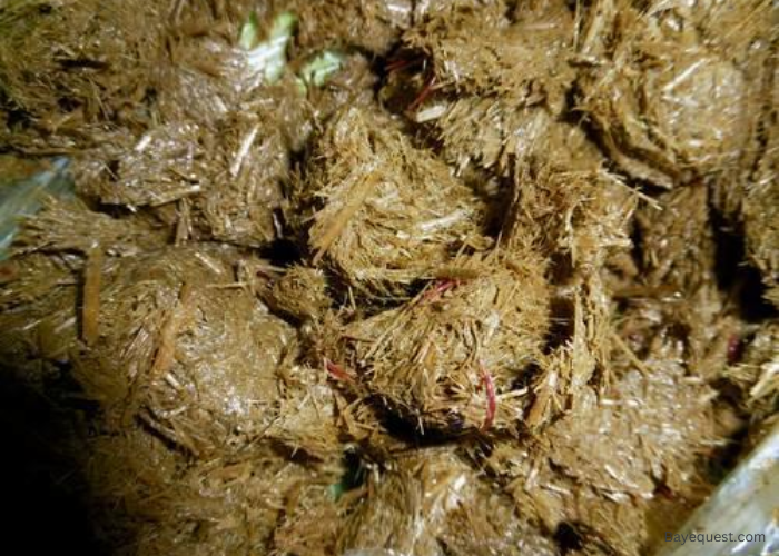 Understanding Parasites in Horses