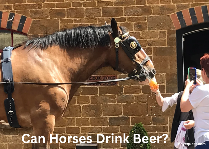 Can Horses Drink Beer?
