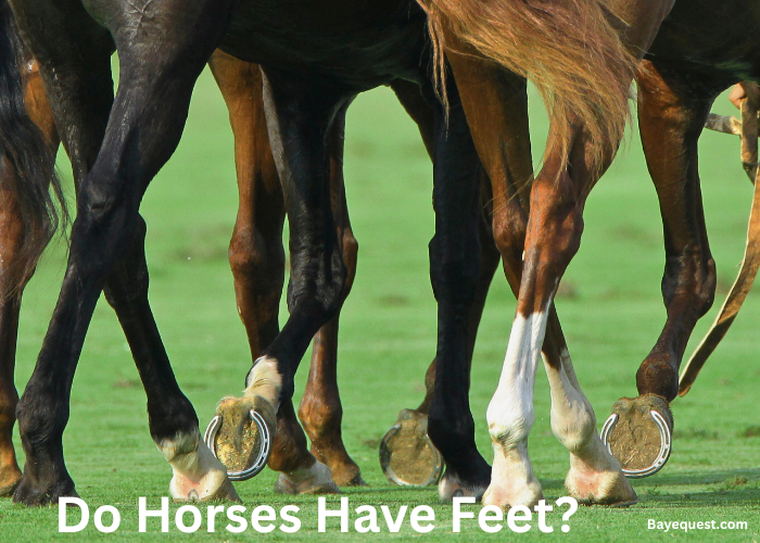 Do Horses Have Feet