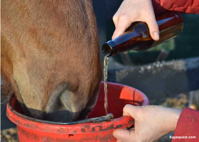 Can Horses Drink Beer?