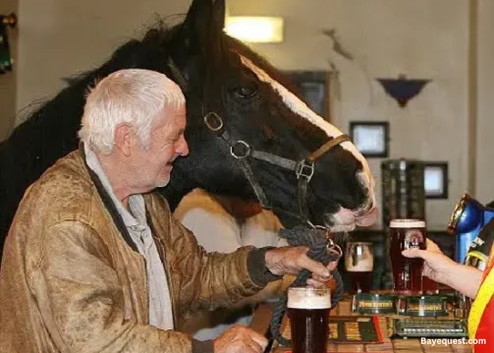 Can Horses Drink Beer?