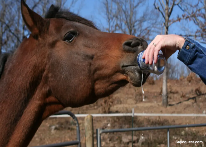 Can Horses Drink Beer