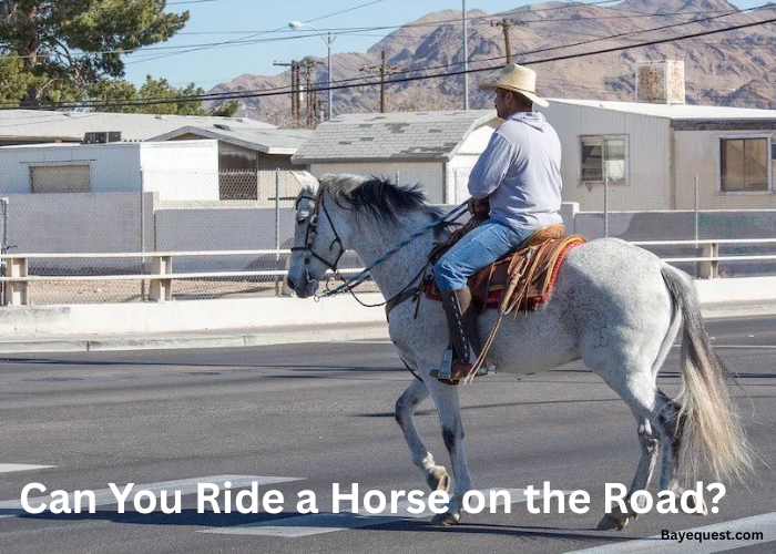 Can You Ride a Horse on the Road?