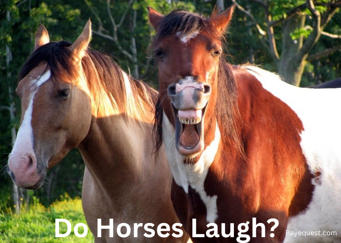 Do Horses Laugh?